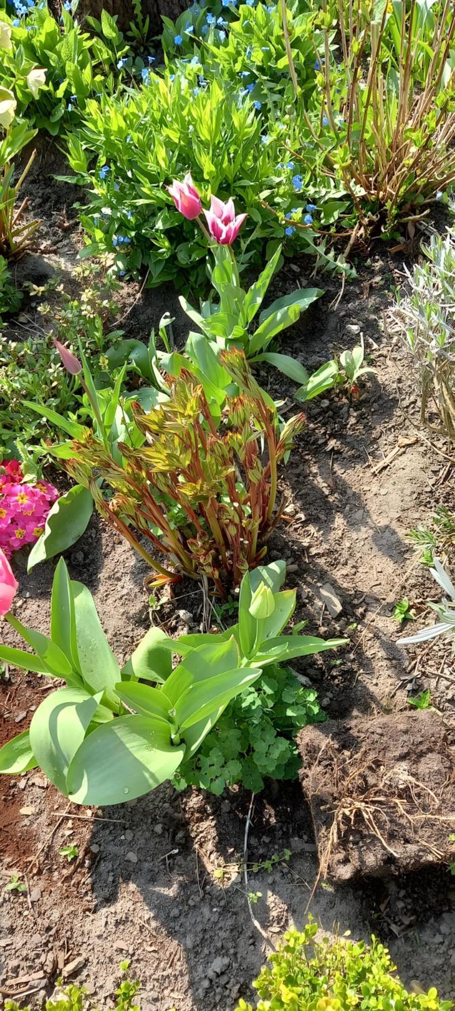 דירות Steffenshagen Lavendel מראה חיצוני תמונה